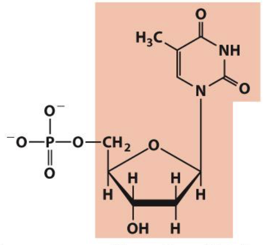 <p>Deoxythymidylate&nbsp;</p>