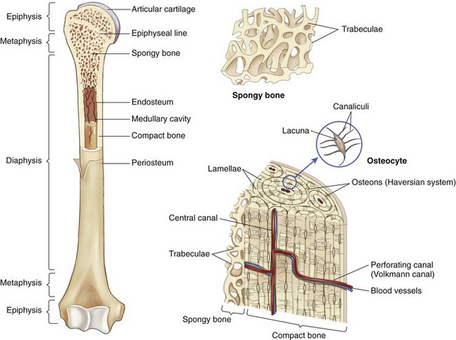 <p>Perforating canals which branch of from the Haversian canals, interconnecting the Haversian canals to the periosteum</p>