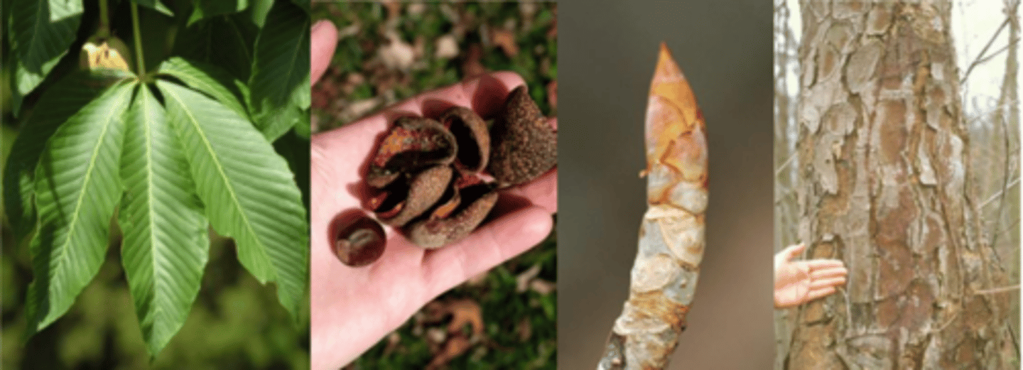 <p>Leaves: Larger than A. glabra with long petiole, yellow-green above, hairy beneath, leaflet margins finely serrated </p><p>Twigs: Large terminal buds, orange-brown in color. Buds more tight and angled than and do not smell like A. glabra. Twigs are tan brown </p><p>Fruit: Round; leathery held in smooth capsule that splits into three sections </p><p>Bark: light tan, tends to be smoother than Ohio buckeye, can be spongey </p><p>Form/Silvics: Prefers moist, rich, high slopes. Appalachian tree species, not native to Missouri. Usually found along streams on unglaciated soils. Shade tolerant. Larger than Ohio buckeye</p>