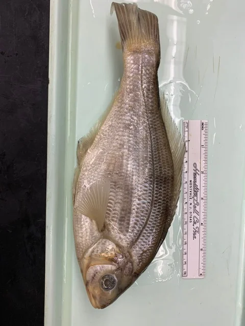 <p>What fish is this?</p>