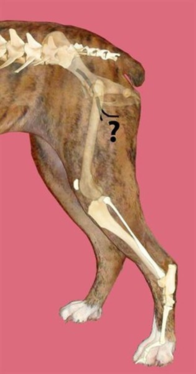 <p>Nerve?</p><p>Muscles innervated?</p>