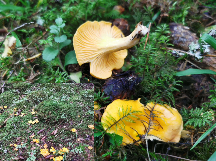 <p>habitat: skog. Ofta granskog. Mykohorriza. Har åsar, inte skivor. Uppskattad matsvamp. </p>