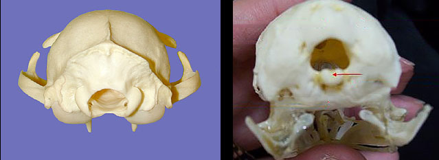 <p>protrusion on base of skull, beneath foramen magnum</p>