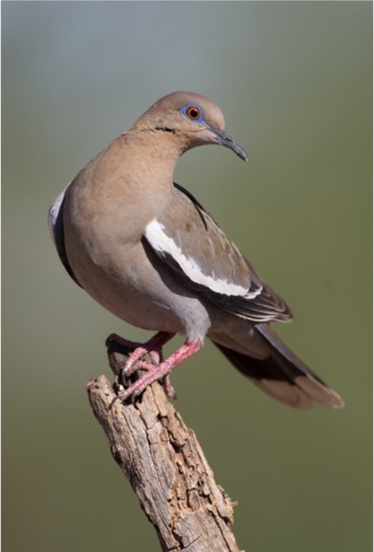 <p>What bird is this?</p>