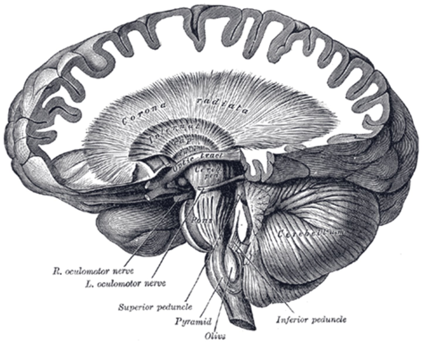 <p>A white matter sheet that continues ventrally as the internal capsule and dorsally as the semioval center. This sheet of axons contains both descending and ascending axons that carry nearly all of the neural traffic from and to the cerebral cortex.</p>