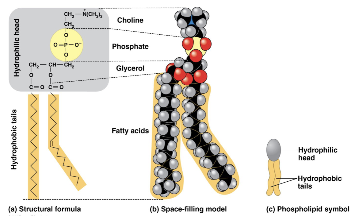 <ul><li><p>essential for cells</p><ul><li><p>make up the cell membrane</p></li></ul></li><li><p>similar to a fat molecule</p><ul><li><p>only 2 fatty acids attached to glycerol</p></li></ul></li><li><p>3rd hydroxyl group of glycerol attached to a phosphate group</p></li><li><p>additional small molecules usually charged/polar can be linked to phosphate group for variety</p></li></ul>