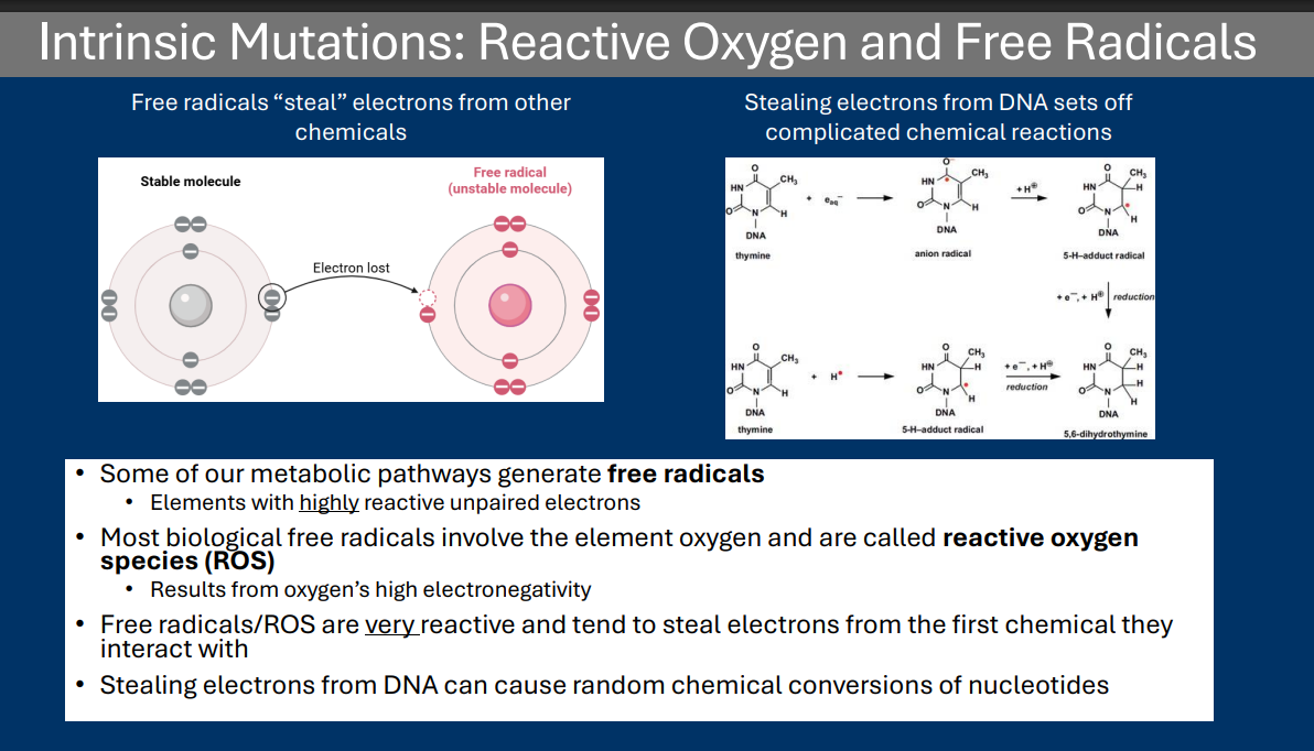 <p>• Most biological free radicals involve the element oxygen and are called <strong>reactive oxygen species (ROS)</strong></p><p> • Results from oxygen’s high electronegativity </p><p>• Free radicals/ROS are very reactive and tend to steal electrons from the first chemical they interact with </p><p>• Stealing electrons from DNA can cause random chemical conversions of nucleotides</p>