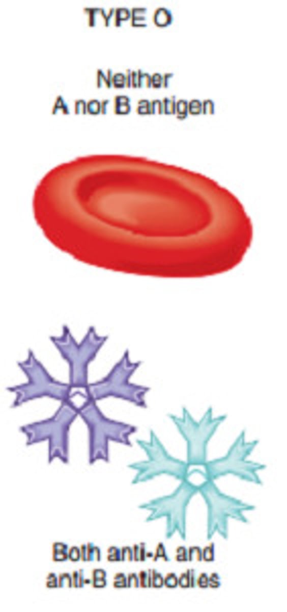 <p>Neither A or B Antigens on the surface</p><p>Both Anti-A and Anti-B antibodies in the blood plasma.</p><p>Can give blood to any blood type (universal donor)</p>
