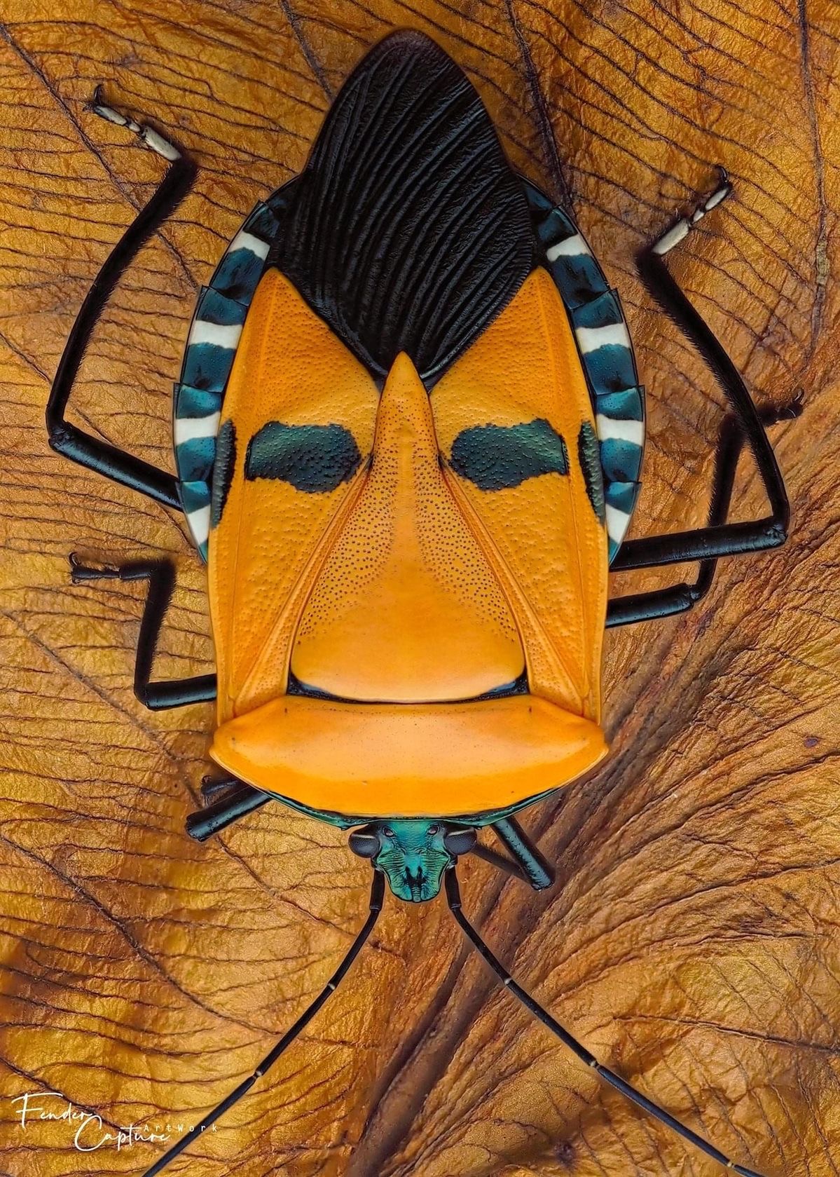 <p>Man-faced stink bug</p>