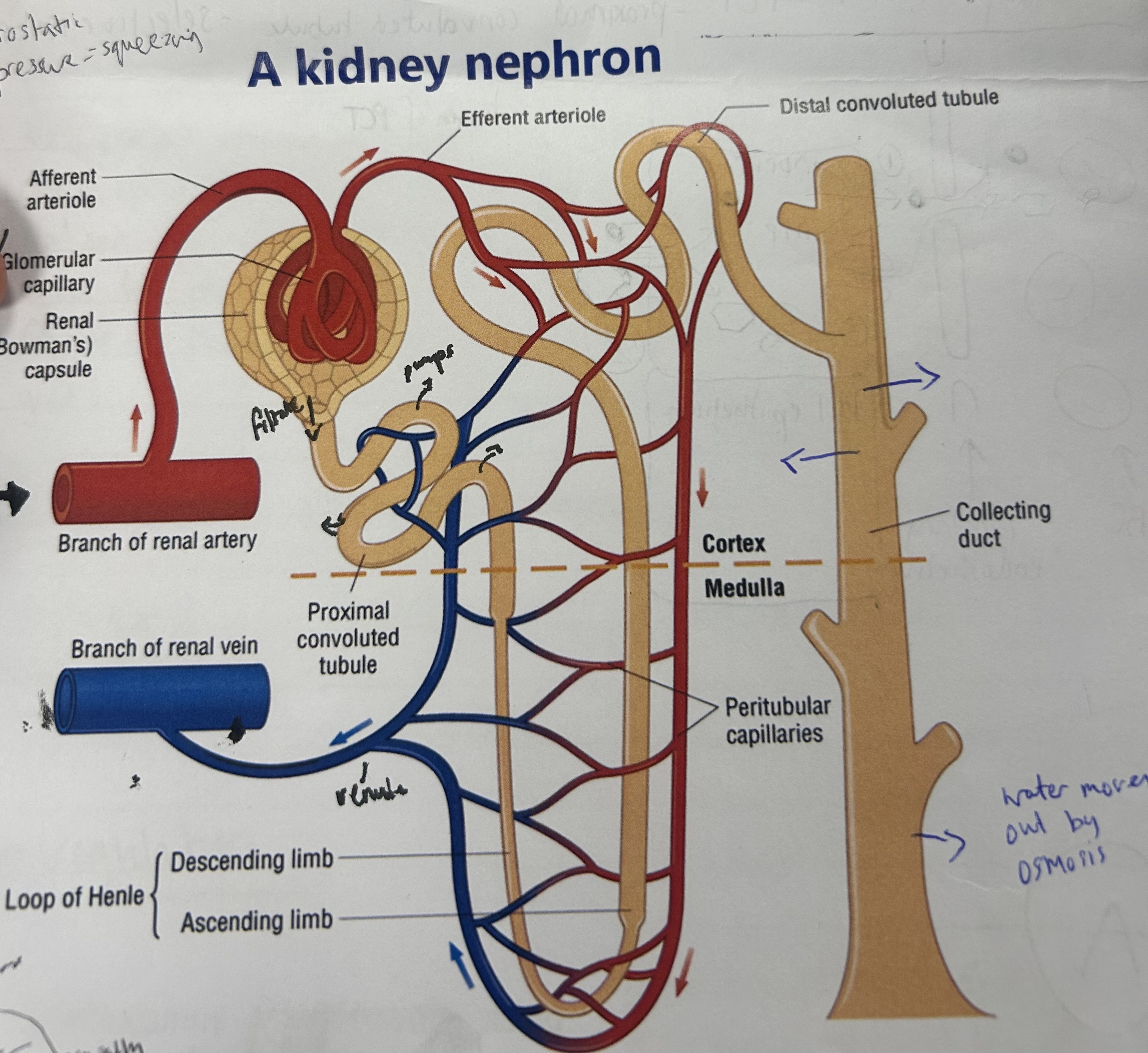 <p>what are the 2 parts of the filtration of urea? (1st function of kidney)</p>