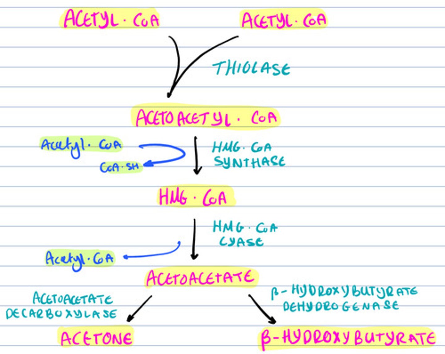 knowt flashcard image