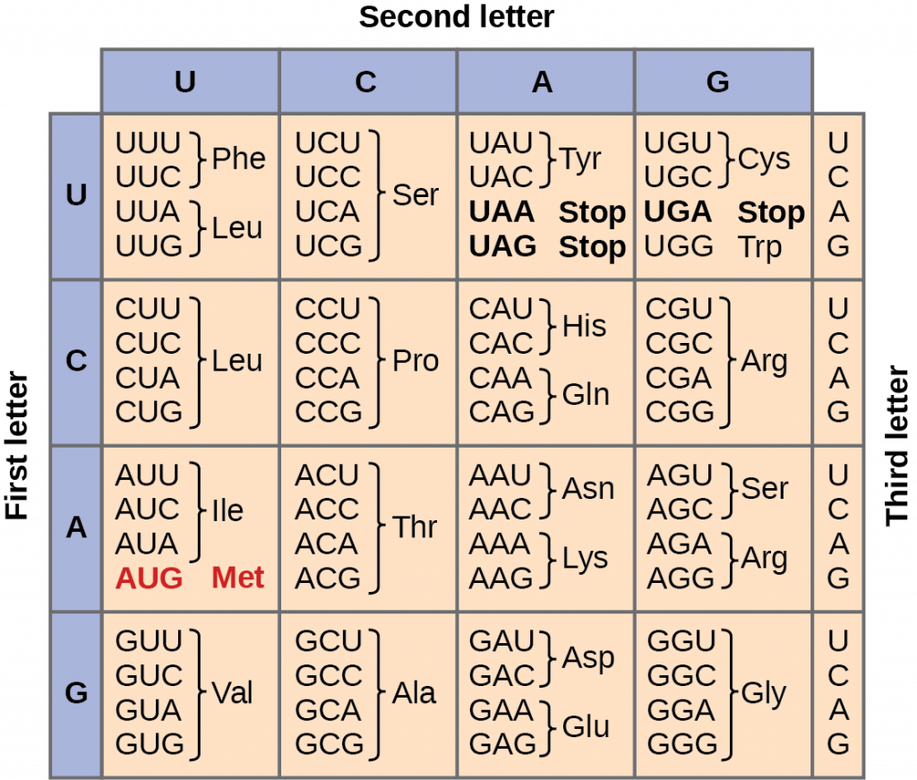 <p><span>A DNA triplet is a group of 3 bases on the DNA strand, and when we read it as groups of 3 they are amino acids that make up a protein</span></p>