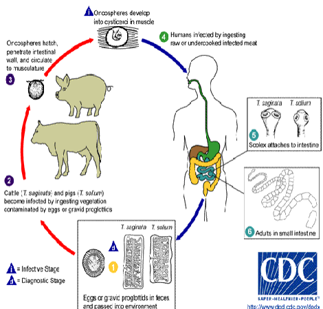 <ol><li><p>eggs/gravid proglottids in feces are passed &amp; end up in environment</p></li><li><p>cows and pigs become infected by eating vegetation contaminated w proglottids</p></li><li><p>oncospheres hatch, penetrate intestinal wall &amp; circulate to musculature</p></li><li><p>oncospheres develop into cysterci in muscle</p></li><li><p>humans acquire thru ingestion of raw/undercooked meat</p></li><li><p>scolex attaches to intestine</p></li><li><p>adults live in small intestine</p></li></ol><p></p>
