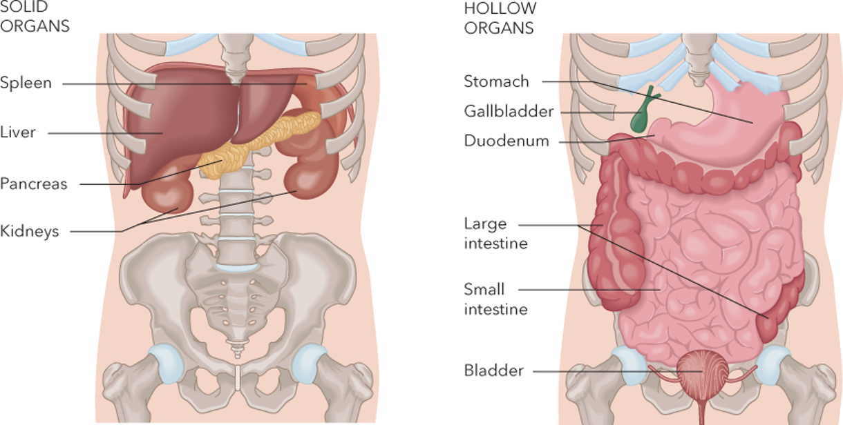 <ul><li><p><strong>Solid Organs</strong></p><ul><li><p>Spleen</p></li><li><p>Liver</p></li><li><p>Pancreas</p></li><li><p>Kidneys</p></li></ul></li><li><p><strong>Hollow Organs</strong></p><ul><li><p>Stomach</p></li><li><p>Gallbladder</p></li><li><p>Duodenum</p></li><li><p>Large Intestine</p></li><li><p>Small Intestine</p></li><li><p>Bladder</p></li></ul></li></ul><p></p>