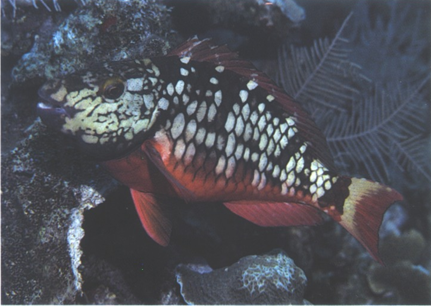 term image
