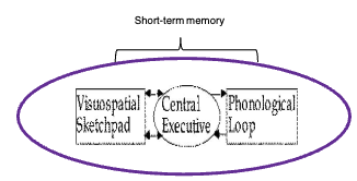 <ol><li><p class=""><strong>Central Executive</strong></p><ul><li><p class="">The <em>control system</em> that supervises attention, planning, and coordination.</p></li><li><p class="">It directs information to the two “slave systems” below.</p></li></ul></li><li><p class=""><strong>Phonological Loop</strong></p><ul><li><p class="">Deals with <strong>verbal and auditory information</strong> (e.g., language, speech, sounds).</p></li><li><p class="">Key for language acquisition and inner speech ("talking to yourself").</p></li></ul></li><li><p class=""><strong>Visuospatial Sketchpad</strong></p><ul><li><p class="">Handles <strong>visual and spatial information</strong> (e.g., mentally rotating an object, navigation).</p></li></ul></li></ol><p></p>