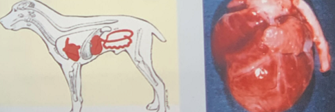 <p>σ pethane</p>
