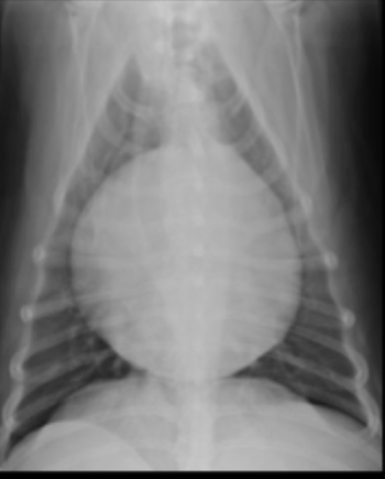 <p>What can be seen in this canine radiograph?</p>