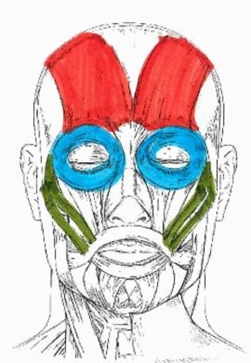 <p>green muscle</p>