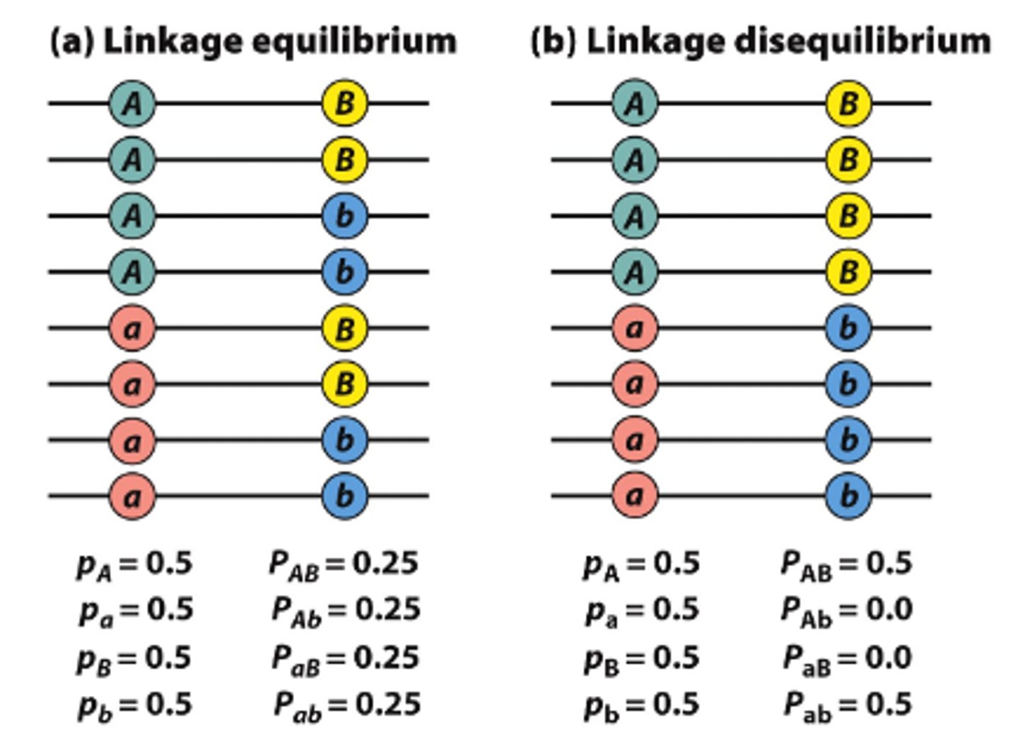 <p>When a pair of alleles from two loci are inherited together in the same gamete more/less often than random chance would expect<br>- are represented within blocks and slightly different based on genetic background</p>