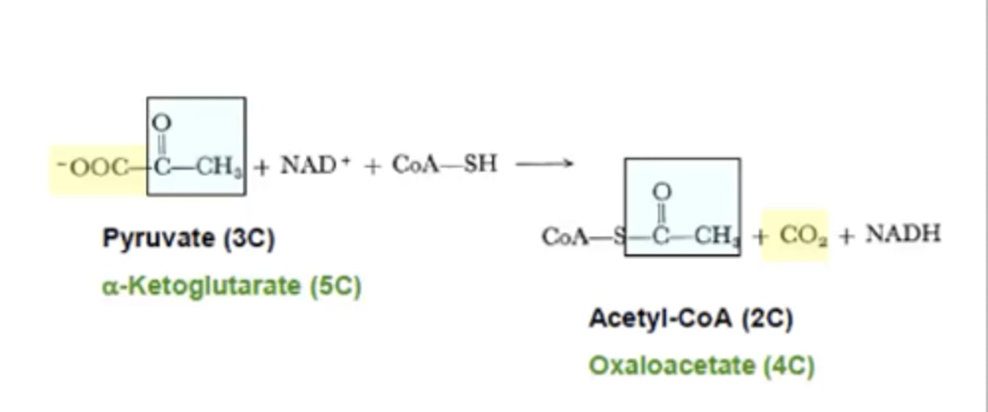 <p>Pyruvate (3C) to Acetyl- CoA (2C)</p><p>(decarboxylation of a α-keto acid) </p><p>take note on how CO₂ is a generated as a product </p>