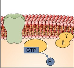 <p>What step of the G Protein Coupled Receptors Cycle is this?</p>