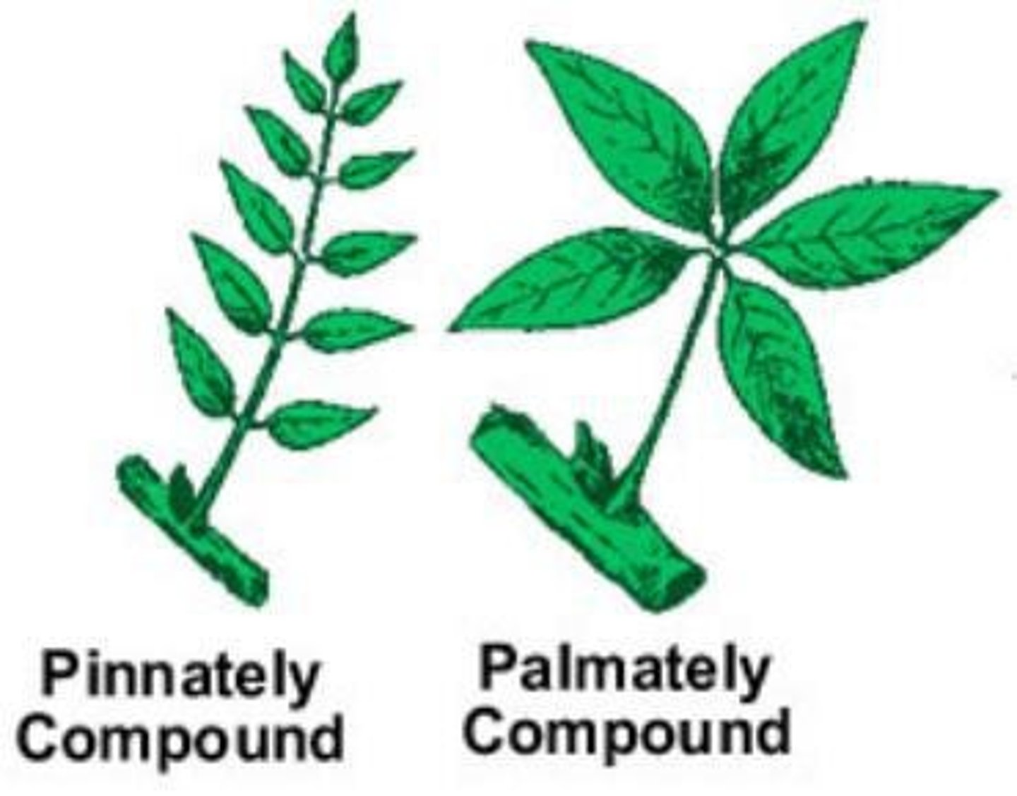 <p>The midrib, known as the rachis, bears leaflets arranged in a linear sequence.</p>