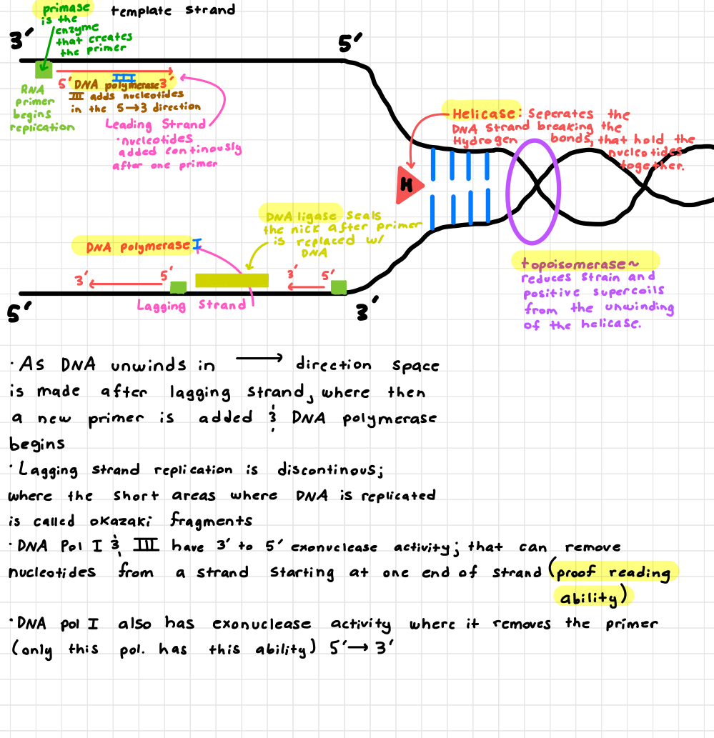 <p>Helicase</p><ul><li><p>unwinds the DNA helix</p></li></ul><p>Topoisomerase</p><ul><li><p>relieves tension ahead of the fork</p></li></ul><p>Primase</p><ul><li><p>Makes RNA primers to start synthesis</p></li></ul><p>DNA polymerase</p><ul><li><p>adds new nucleotides to the growing strand</p></li></ul><p>DNA ligase</p><ul><li><p>seals gaps between fragments (especially lagging strand)</p></li></ul><p></p><p>Together the coordinate to accurately and efficiently copy DNA</p><p></p>