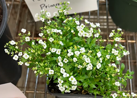 <ul><li><p>four petaled flower</p></li><li><p>leaf branching capacity</p></li><li><p>white, reds, blues, pinks</p></li><li><p>almost like a groundcover annual</p><ul><li><p>mass plant them</p></li></ul></li></ul><p></p>