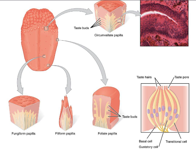 <p><span><strong>the taste buds on lingual papillae on the dorsal surface of the tongue that contains nerve endings for general sensory reception and taste </strong></span><strong>perception</strong></p>