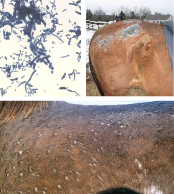 <p>Caused by <em>Dermatophilus congolensis</em>. Moisture, chronic damp coats, or damaged skin favor infection. Immunocompromised horses are more susceptible</p>