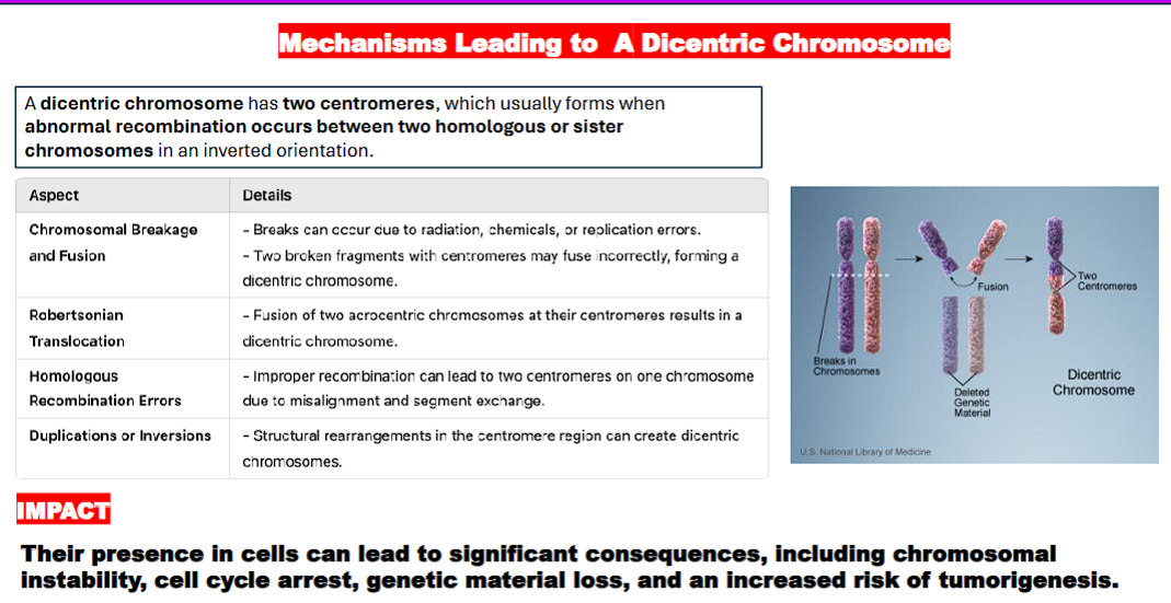 <p>dicentric chromosome= a chromosome with two centromeres </p><ol><li><p>2 chromosomes</p></li><li><p>a break in each chromosome caused by radiation, chemicals, or replication errors</p></li><li><p>2 chromosome ends with centromeres</p></li><li><p>2 chromosome ends with centromeres fuse together to create a dicentric chromosome</p></li></ol><p>a dicentric chromosome can come about through different ways such as:&nbsp;</p><p>chromosomal breakage and fusion</p><p>Robertsonian translocation</p><p>homologous recombination errors</p><p>duplications or inversions.&nbsp;</p>