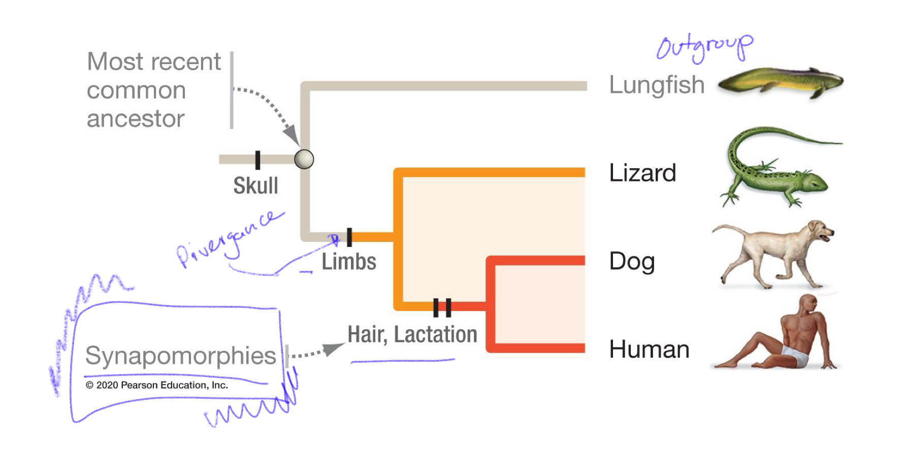 <p>out groups, divergence, synamorphies, node(most common ancestor)</p>