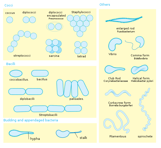 <p>Arrangements are how bacteria are shaped and arranged in groups.</p><ul><li><p>Diplo- means they occur as a pair</p></li><li><p>Strepto- means they are in a chain</p></li><li><p>Tetrads are in groups of four</p></li><li><p>Sarcinae are in groups of eight (3D like)</p></li><li><p>Palisades are when bacilli are side-by-side (like a picket fence)</p></li><li><p>Staphylococci are when cocci are in grape-like clusters.</p></li></ul>