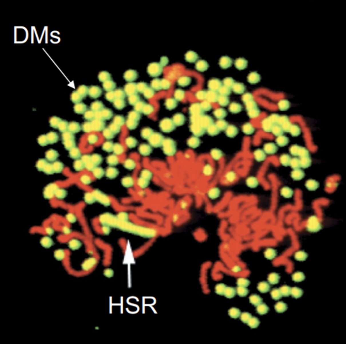 <p>yes, COLO320 tumor cells</p>