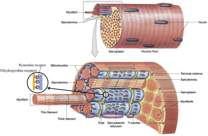 <ul><li><p><span style="background-color: transparent;">Sarcolemma = cell membrane&nbsp;</span></p></li><li><p><span style="background-color: transparent;">Sarcoplasm = cytoplasm&nbsp;</span></p></li><li><p><span style="background-color: transparent;">Multinucleate = many nuclei per fiber&nbsp;</span></p></li><li><p><span style="background-color: transparent;">Sarcoplasmic reticulum = modified smooth ER: stores Ca2+&nbsp;</span></p></li><li><p><span style="background-color: transparent;">Myoglobin = red pigments similar to hemoglobin&nbsp;</span></p><ul><li><p><span style="background-color: transparent;">Contains Fe2+ that binds O2 = O2 reservoir&nbsp;</span></p></li></ul></li><li><p><span style="background-color: transparent;">Myofibrils = bundles of contractile and elastic proteins that run length of muscle fibers (80% of volume of muscle)&nbsp;</span></p></li></ul><p></p>