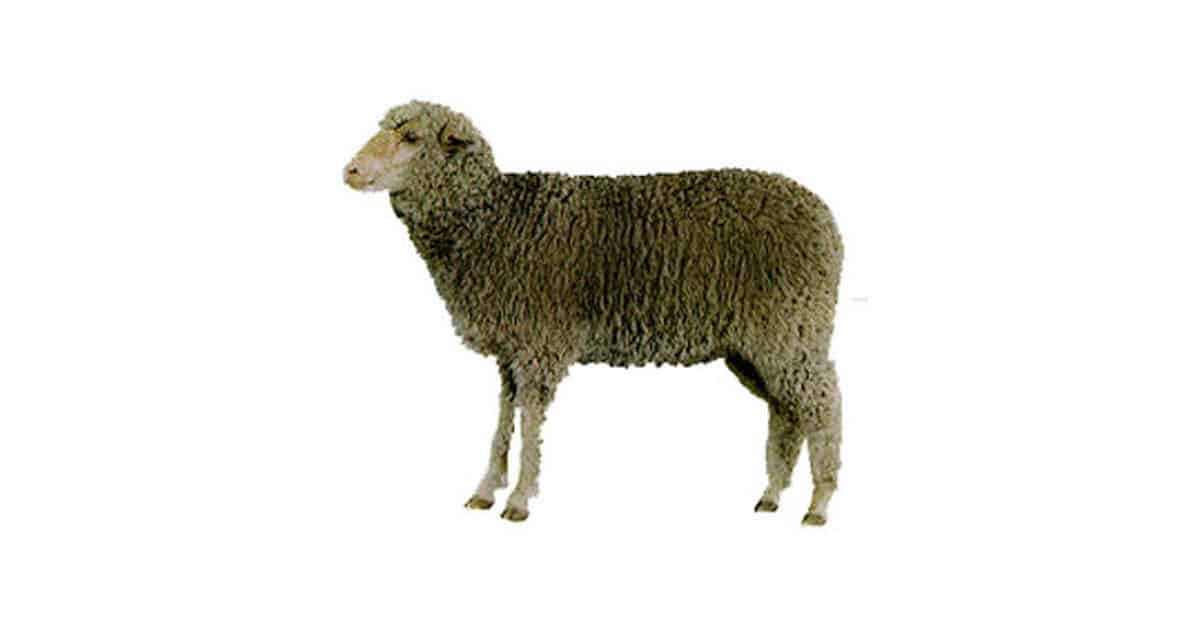 <p>Origin: Mexico</p><p>Rambouillet x Merino&nbsp;</p>