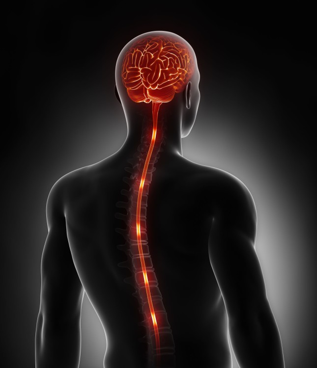 <p>the portion of the vertebrate nervous system consisting of the brain and spinal cord</p>