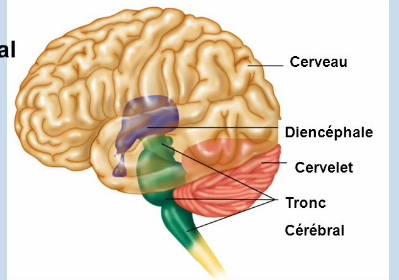 <ol><li><p>les hémisphères cérébraux </p></li><li><p>diencéphale (rempli le creux dans les hémisphères)</p></li><li><p>tronc cérébral</p></li><li><p>cervelet </p></li></ol>