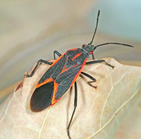 <p>Boxelder bugs and relatives</p><p>Order Hemiptera</p>