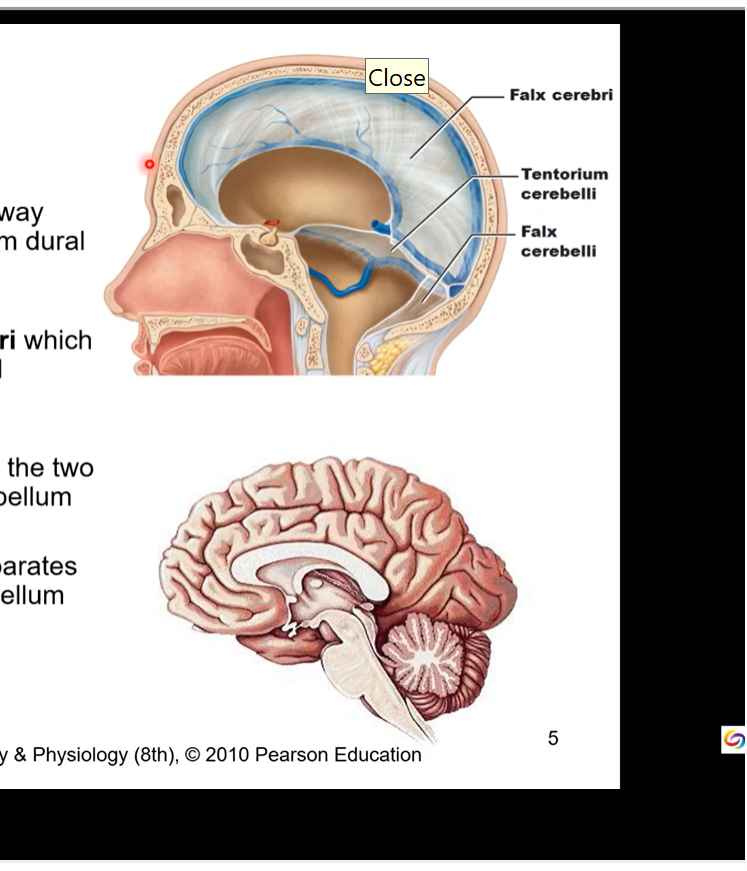 <ul><li><p>Meningeal layer draws away from external layer to form dural infoldings</p></li><li><p>largest is the falx cerebri which divides cranial cavity and cerebral hemispheres</p></li><li><p>falx cerebelli separates the two hemispheres of the cerebellum</p></li><li><p>tentorium cerebelli separates occipital lobes and cerebellum</p></li></ul><p></p>