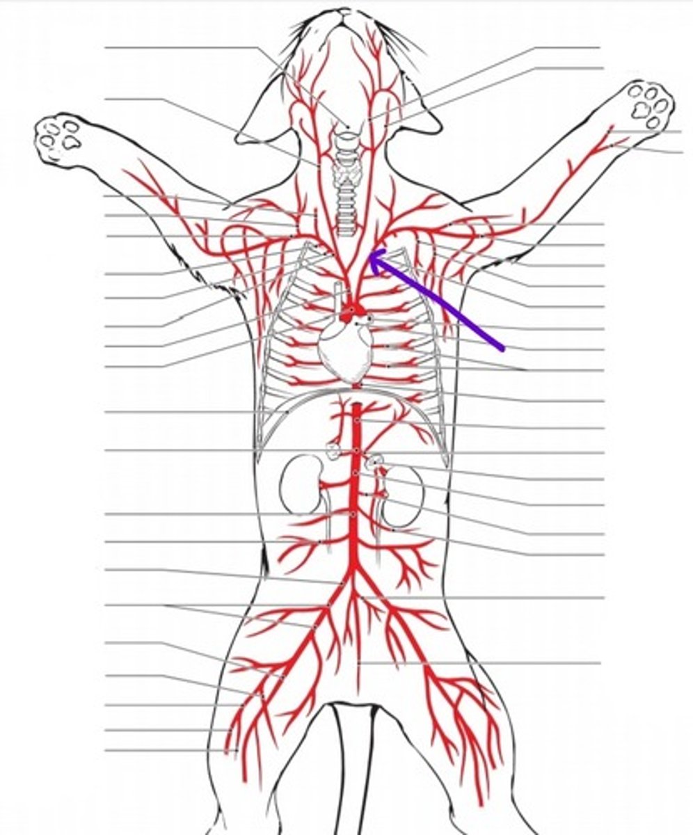<p>identify the artery</p>