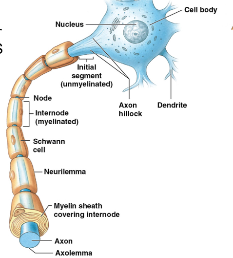 <ul><li><p>Internodes: myelin wrapped areas</p></li></ul><p></p>