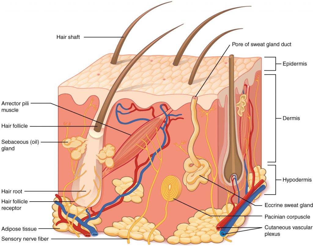 <p>External body covering (skin, hair, nails, glands) that protects and helps synthesize vitamin D; Dermis is a key skin layer.</p>