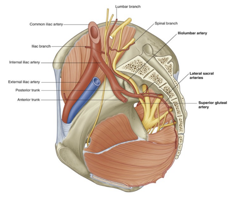 <p>3 branches — </p><ul><li><p>Iliolumbar artery —</p><ul><li><p>Ascends laterally back out of pelvic inlet to divide into a lumbar &amp; an iliac branch —</p><ul><li><p>Lumbar branch — contributes to supply of posterior abdominal wall, psoas &amp; quadratus lumborum muscles, and cauda equina, via a small spinal branch passing through the intervertebral foramen between LV &amp; S1 </p></li><li><p>Iliac branch — passes laterally into iliac fossa to supply muscle &amp; bone</p></li></ul></li></ul></li><li><p>Lateral sacral arteries (usually 2) —</p><ul><li><p>Course medially &amp; inferiorly along posterior pelvic wall, giving rise to branches that pass into the anterior sacral foramina to supply related bone &amp; soft tissues, structures in the sacral vertebral canal, and skin &amp; muscle posterior to the sacrum </p></li></ul></li><li><p>Superior gluteal artery —</p><ul><li><p>Largest branch of internal iliac artery — terminal continuation of posterior trunk, coursing posteriorly, usually between lumbosacral trunk &amp; anterior ramus of S1, to leave the pelvic cavity through the greater sciatic foramen above the piriformis muscle to enter the gluteal region of the lower limb</p></li><li><p>It makes a substantial contribution to the lood supply of muscles &amp; skin in the gluteal region &amp; also supplies branches to adjacent muscles &amp; bones of the pelvic walls</p></li></ul></li></ul>