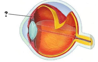 <p><span><span>Identify the indicated structure.</span></span></p>