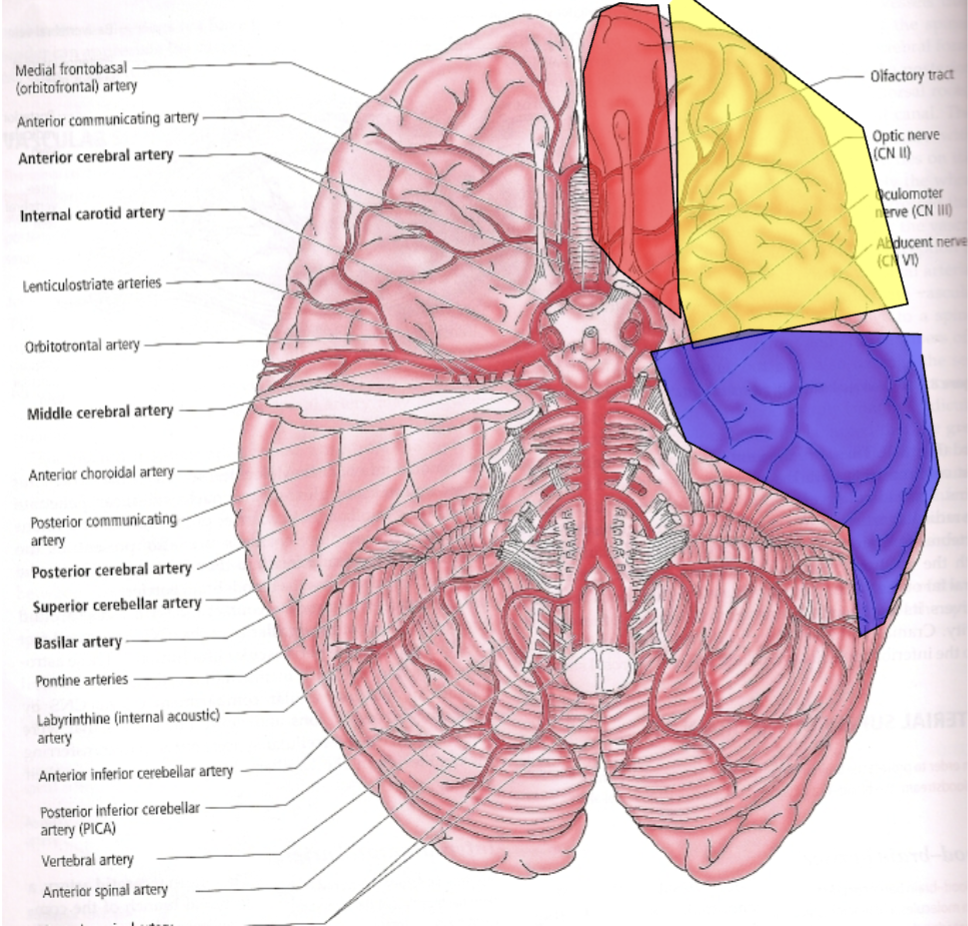 <p>Covered by parts of most main arteries</p><ul><li><p>ACA (red)</p></li><li><p>MCA (yellow)</p></li><li><p>PCA (blue)</p></li></ul><p></p>