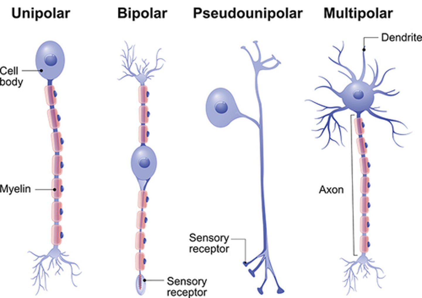 <p>1. multipolar - motor neuron, most common in CNS</p><p>2. bipolar - eyes &amp; ears, processes precise info</p><p>3. pseudo-unipolar - sensory neurons in PNS, important in pain</p><p>4. unipolar - mostly in invertebrates</p>