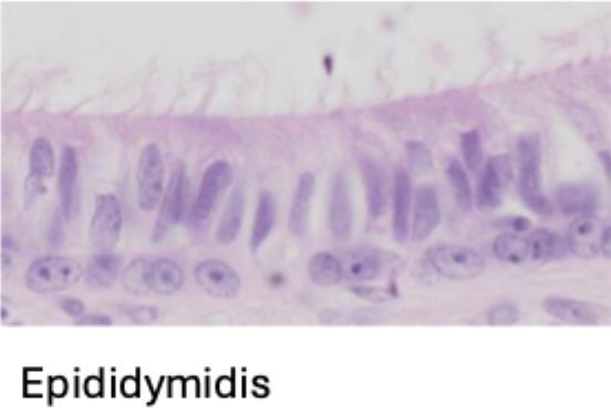 <p>Længde og diameter af sterocilier</p>