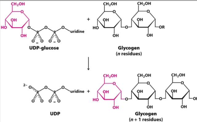 <p>Glycogen synthase</p>